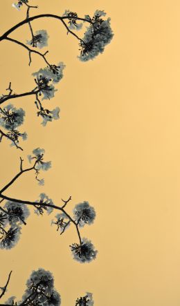 Bangkok, Thailand, bloom Wallpaper 600x1024