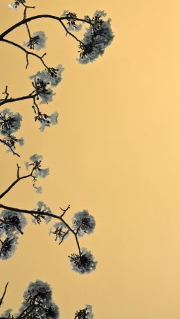 Bangkok, Thailand, bloom Wallpaper 640x1136