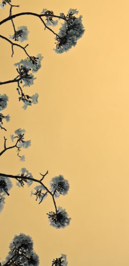 Bangkok, Thailand, bloom Wallpaper 1080x2220