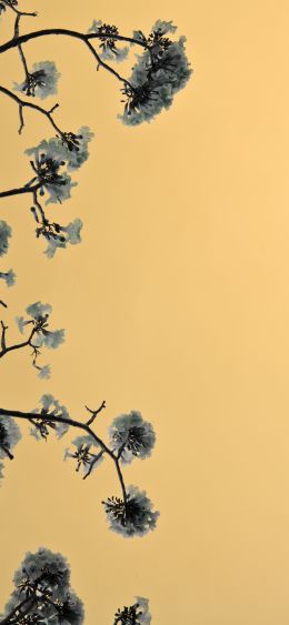 Bangkok, Thailand, bloom Wallpaper 1080x2340