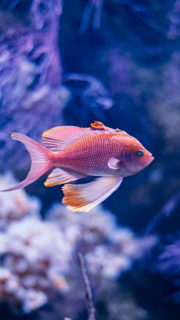 fish, aquarium Wallpaper 1080x1920
