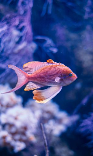 fish, aquarium Wallpaper 1200x2000