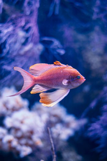 fish, aquarium Wallpaper 640x960