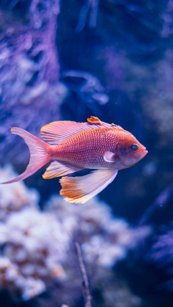 fish, aquarium Wallpaper 640x1136