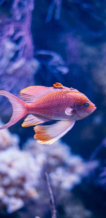 fish, aquarium Wallpaper 1080x2220