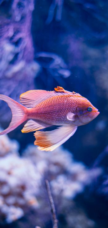 fish, aquarium Wallpaper 1080x2280
