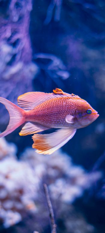 fish, aquarium Wallpaper 1080x2400