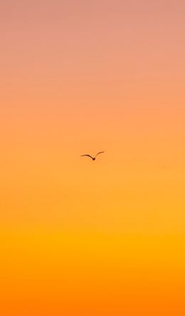 bird, gradient, sky Wallpaper 600x1024