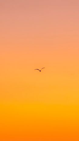bird, gradient, sky Wallpaper 640x1136