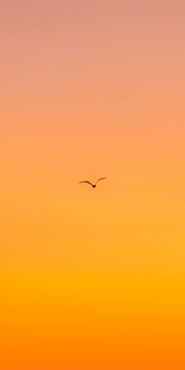 bird, gradient, sky Wallpaper 720x1440