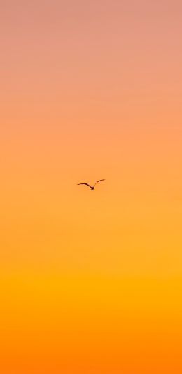 bird, gradient, sky Wallpaper 1080x2220