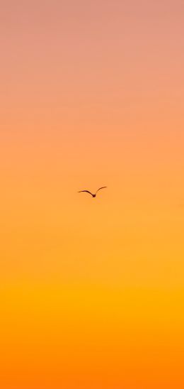 bird, gradient, sky Wallpaper 1080x2280