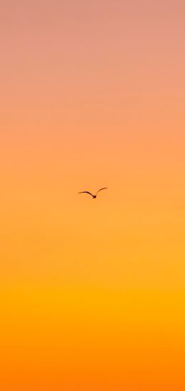 bird, gradient, sky Wallpaper 720x1520