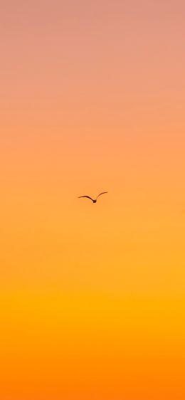 bird, gradient, sky Wallpaper 1170x2532