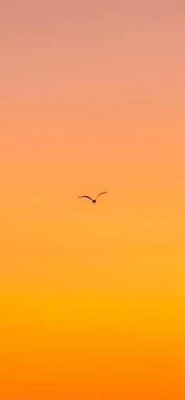 bird, gradient, sky Wallpaper 1080x2340