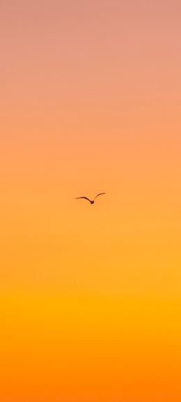 bird, gradient, sky Wallpaper 720x1600