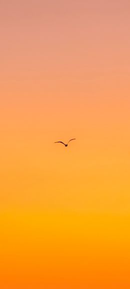 bird, gradient, sky Wallpaper 1080x2400