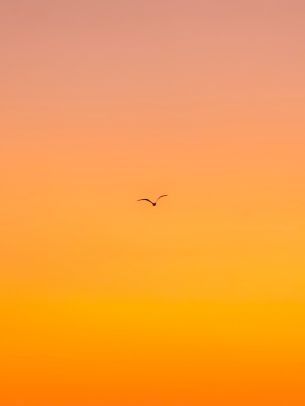 bird, gradient, sky Wallpaper 2223x2963