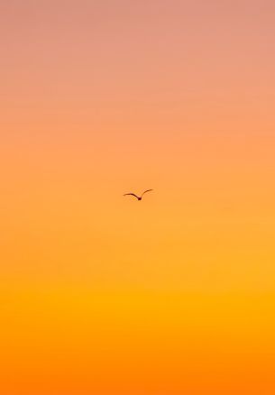 bird, gradient, sky Wallpaper 1640x2360