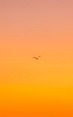 bird, gradient, sky Wallpaper 800x1280