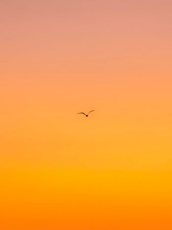 bird, gradient, sky Wallpaper 1536x2048