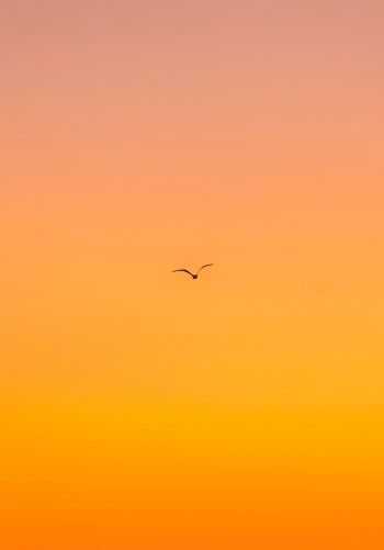 bird, gradient, sky Wallpaper 1668x2388