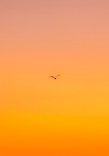 bird, gradient, sky Wallpaper 1640x2360