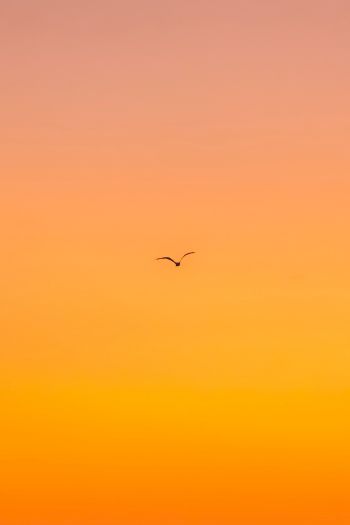 bird, gradient, sky Wallpaper 640x960