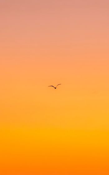 bird, gradient, sky Wallpaper 1752x2800