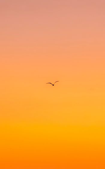 bird, gradient, sky Wallpaper 800x1280