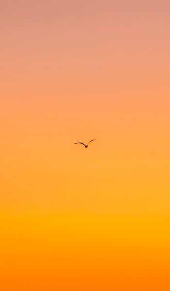 bird, gradient, sky Wallpaper 600x1024