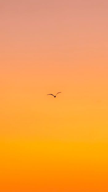 bird, gradient, sky Wallpaper 640x1136