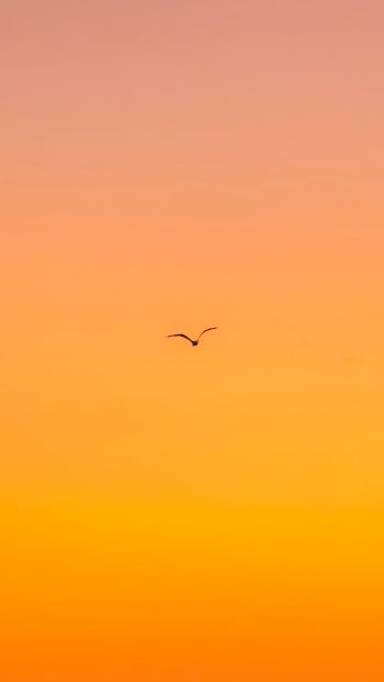 bird, gradient, sky Wallpaper 750x1334