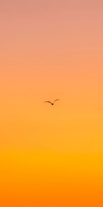 bird, gradient, sky Wallpaper 720x1440