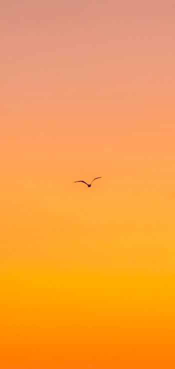 bird, gradient, sky Wallpaper 1080x2280