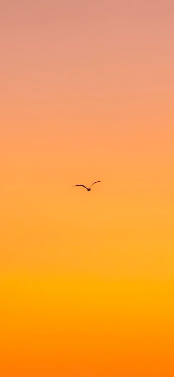 bird, gradient, sky Wallpaper 1284x2778