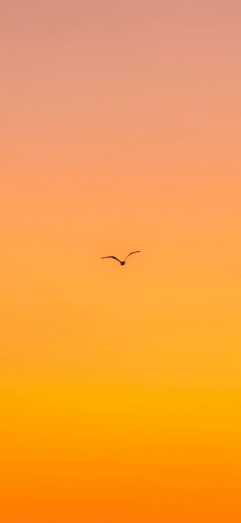 bird, gradient, sky Wallpaper 1080x2340