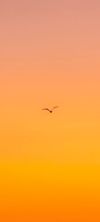 bird, gradient, sky Wallpaper 1080x2400