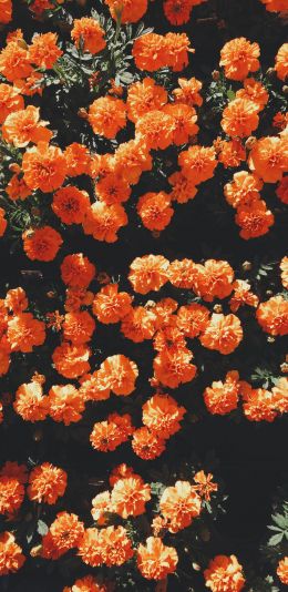 bloom, orange, flora Wallpaper 1440x2960