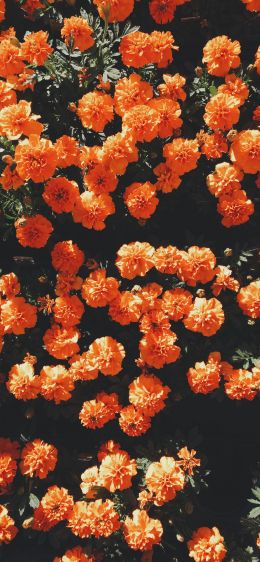 bloom, orange, flora Wallpaper 1125x2436
