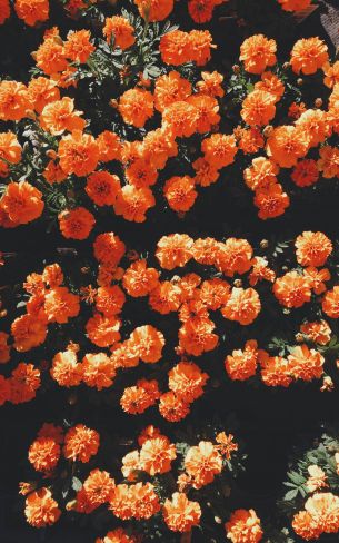 bloom, orange, flora Wallpaper 800x1280