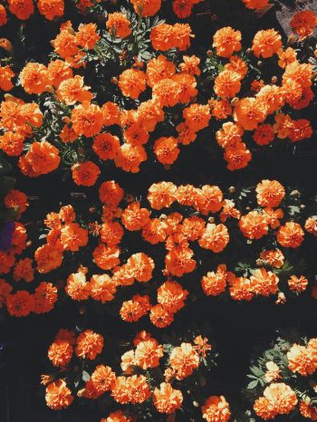 Обои 1536x2048 цветение, оранжевый, флора