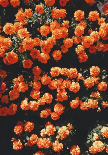 bloom, orange, flora Wallpaper 1668x2388