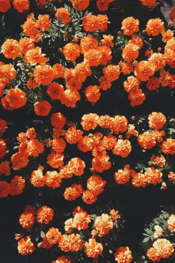 bloom, orange, flora Wallpaper 640x960