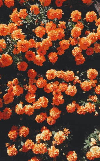 Обои 800x1280 цветение, оранжевый, флора