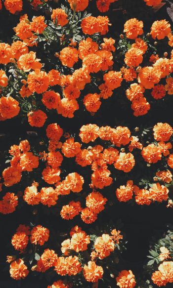 bloom, orange, flora Wallpaper 1200x2000