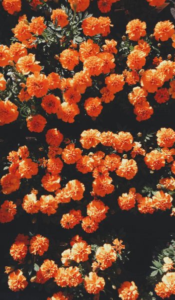 Обои 600x1024 цветение, оранжевый, флора