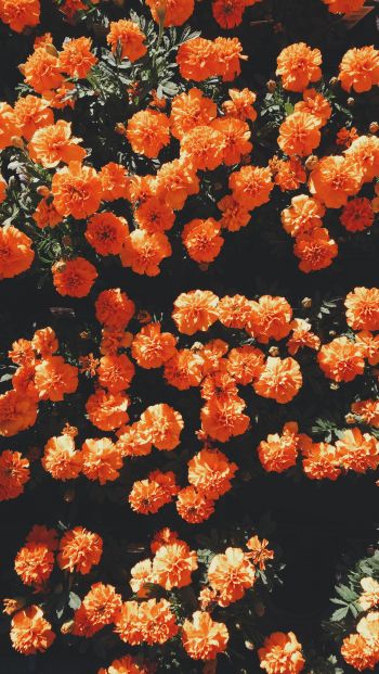 Обои 640x1136 цветение, оранжевый, флора