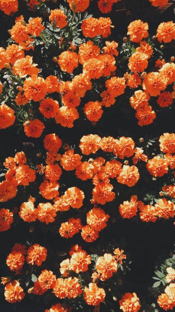 Обои 1080x1920 цветение, оранжевый, флора