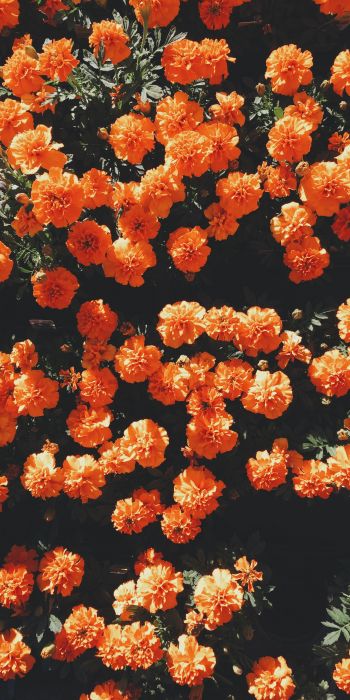 Обои 720x1440 цветение, оранжевый, флора